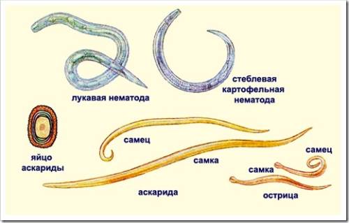 Какие бывают гельминты