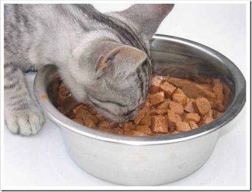 Как часто кормить кошку влажным кормом? 