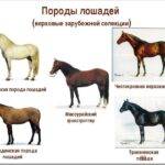 Какие есть породы лошадей