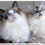 Спокойные породы кошек