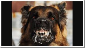 Собака во сне &ndash; не всегда плохой знак