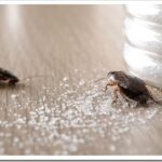 Как травят тараканов в квартире службы?