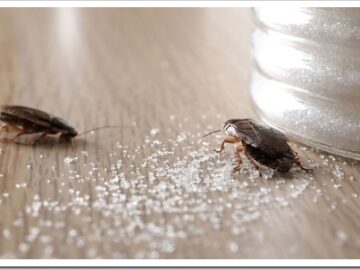 Избавиться от тараканов проще, чем от постельных клопов