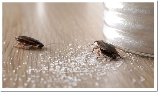 Избавиться от тараканов проще, чем от постельных клопов 