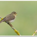 Пеночка-теньковка — описание птицы и как она поёт?