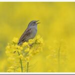 Лесная завирушка – описание птицы и как поет