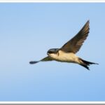 Городская ласточка – описание птицы и как она поёт?