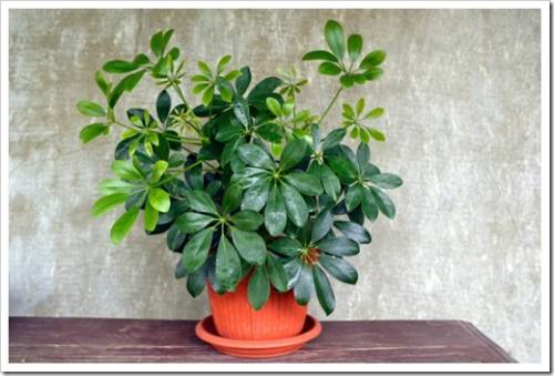 schefflera plant growing in the pot