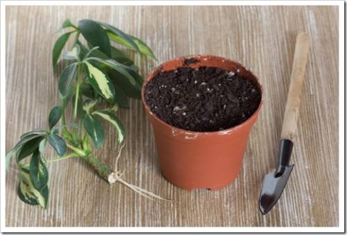 Cutting with root of Schefflera arboricola or dwarf umbrella tree named and pot with soil for planting on wooden background