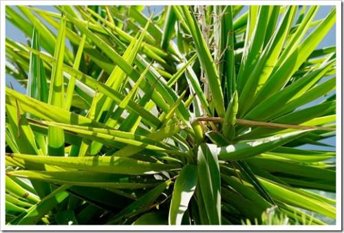Yucca is a genus of perennial shrubs and trees in the family Asparagaceae, subfamily Agavoideae, rosettes of evergreen, tough, sword-shaped leaves
