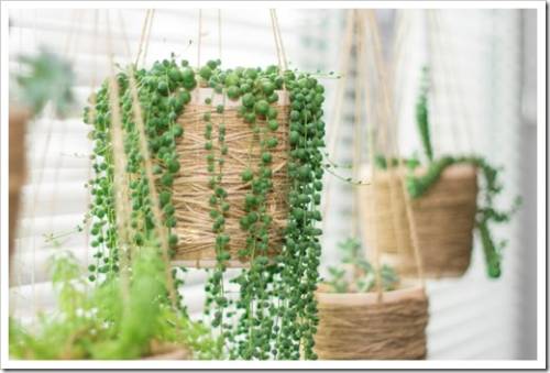 Hanging garden - succulent plants in similar twine pots, senecio rowleyanus