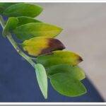 Желтеют листья у замиокулькаса: причины и чем лечить