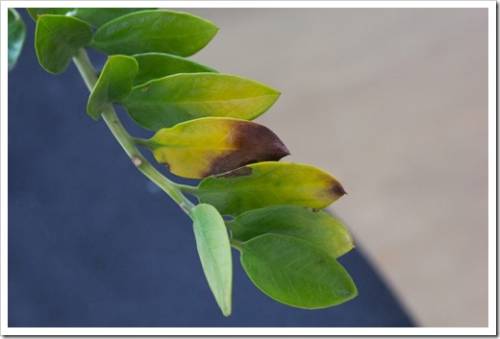 Damaged yellow and black leaves on branch of zamioculcas houseplant because of wrong care