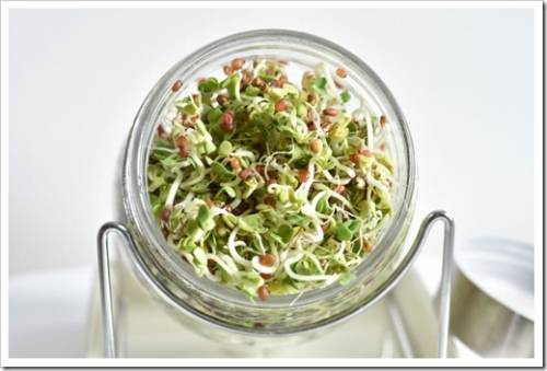 Fresh Sprouts in Glass Jar