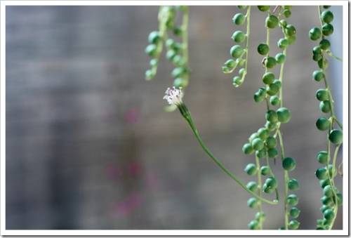 Side view of Senecio Rowleyanus succulent pearls and flower. Focus on flower. Blurry background behind.