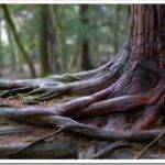 Деревья и растения с глубокими и мелкими корнями: объяснение и примеры