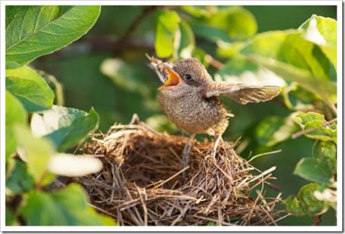 Baby bird sittiing on edge of the nest and trying to fly