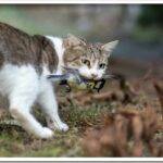 Кошки и птицы: как защитить садовых птиц от кошек