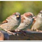 Домовый воробей: описание птицы и как поет