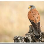 Пустельга: описание птицы и как поет