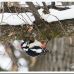 Большой пестрый дятел: описание птицы и как поет