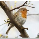 Малиновка – описание птицы и как она поёт