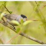 Славка-черноголовка – описание птицы и как поёт