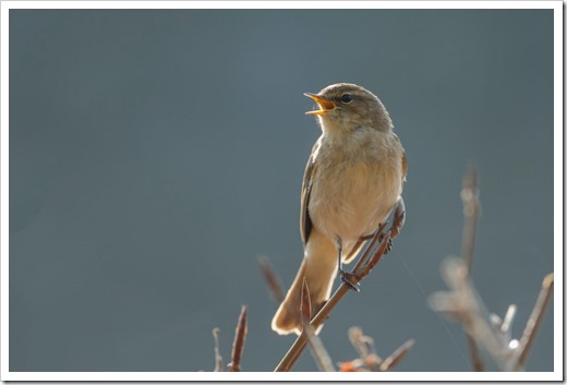 The common chiffchaff (Phylloscopus collybita) perched on a twig