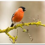 Снегирь: описание птицы и как поёт