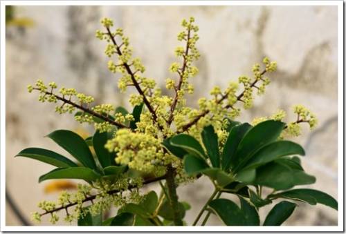 Schefflera arboricola in bloom in the garden