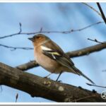 Зяблик: описание птицы и как поёт