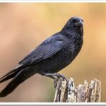 Черная ворона: описание птицы