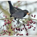 Черный дрозд: описание птицы и как поёт