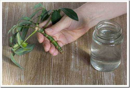 Woman hand holding cutting of Schefflera arboricola or dwarf umbrella tree named and water in bottle to put it into for rooting on wooden background