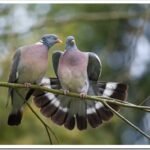 Обыкновенный вяхирь (лесной голубь): описание птицы и как поет