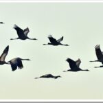 Миграция птиц: почему птицы улетают на юг на зиму?