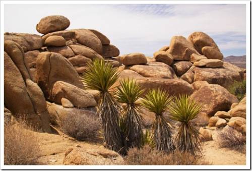 Mojave yucca plant in Joshua Tree National Park in California in the USA