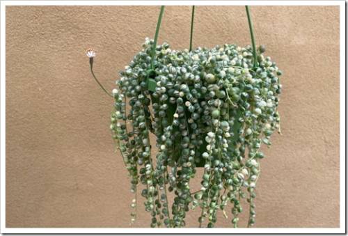 variegated strings pearls plant - Senecio rowleyanus variegata