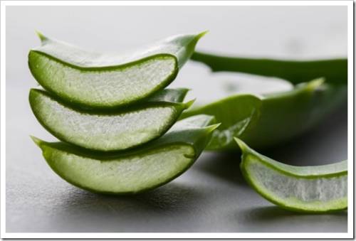 Aloe vera fresh leaves and sliced on grey background. copy space. close up