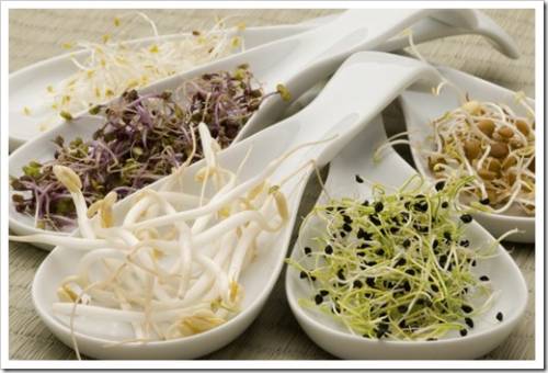 Assorted sprouts in white spoons. Selective focus.