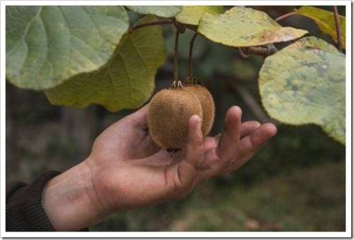 The hand of a man picking ripe kiwi fruits in the garden on a sunny day. Exotic tropical fruits of the kiwi plant are organically grown in a garden on the Black Sea coast of the Caucasus.