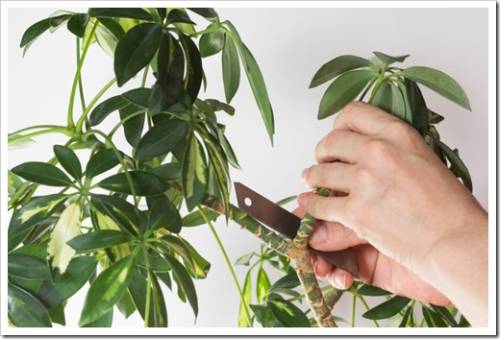Woman hand cutting branch from stem of Schefflera arboricola or dwarf umbrella tree named to prune on white background