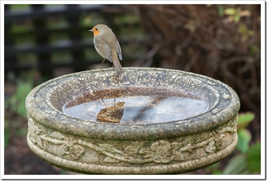 robin on bird bath