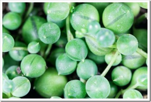 Leaves of the succulent plant Senecio rowleyanus, from Southern Africa.