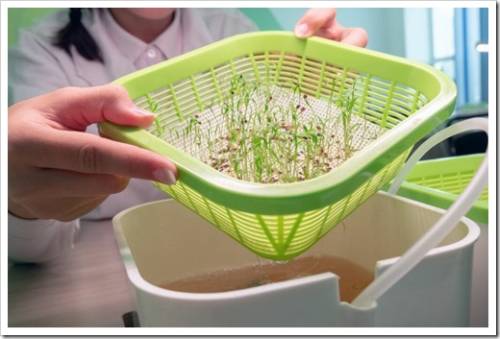 Hydroponics. Germinated shoots of fennel. Healthy lifestyle. A girl lab technician raises a green bowl with young dill sprouts. The method of growing plants in water without land in the laboratory.