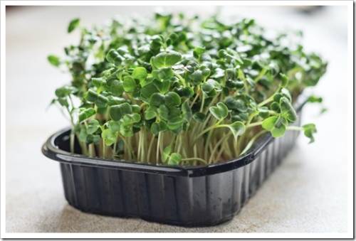 microgreen radish fresh herbs for salad and cooking snack trend meal copy space food background rustic. top view keto or paleo diet vegan or vegetarian food