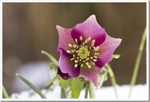 Pink  Hellebore (Helleborus niger) or Christmas Rose flowers in their natural habitat,  shallow DOF