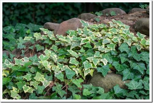 Close-up green ivy Hedera helix Goldchild carpet. Original texture of natural greenery. Background of elegant variegated leaves with English ivy on stone hill. Nature concept for design.  