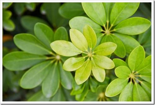 Native tropical and subtropical plants: Schefflera arboricola Hay.