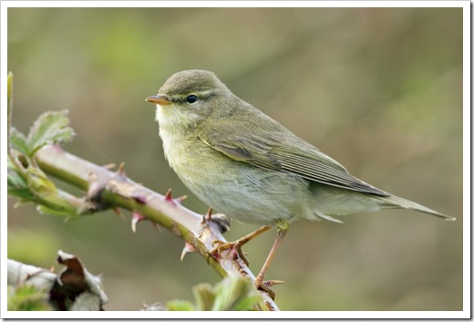 Willow Warbler